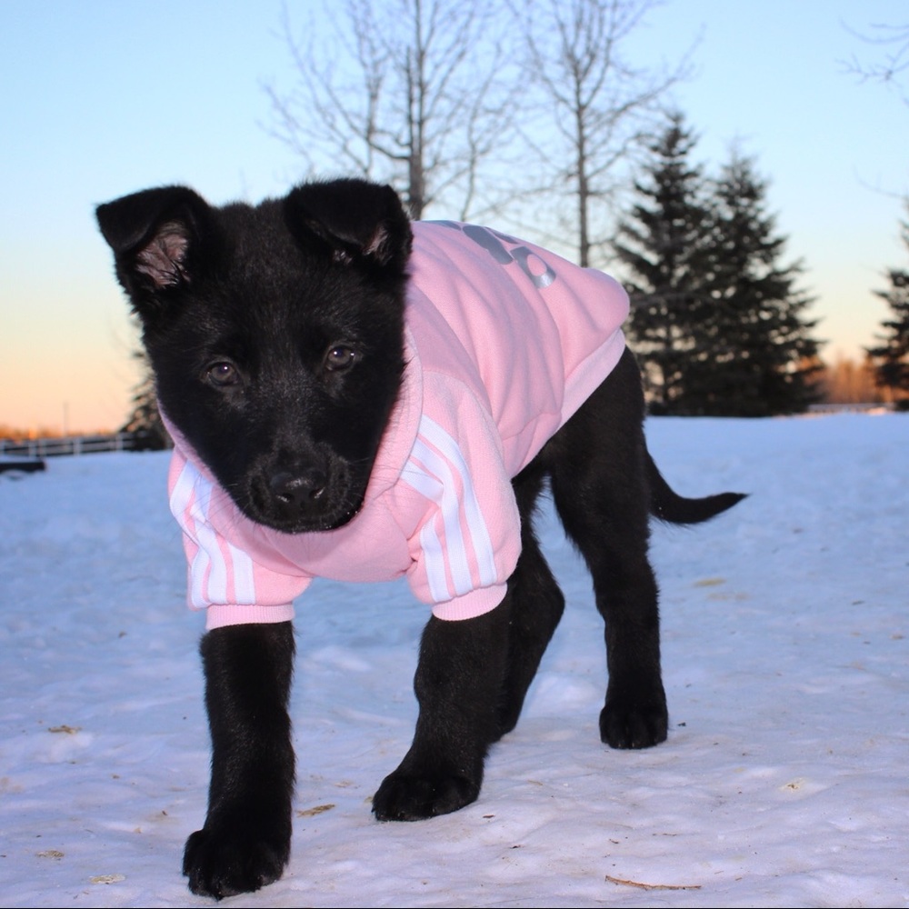 Adidog Hoodie